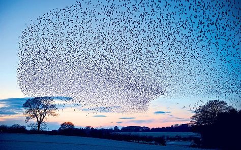 Winter Wildlife, Somerset Levels, Glastonbury Tor, Country Magazine, Somerset England, British Birds, Wildlife Photographer, Lovely Places, Animal Icon