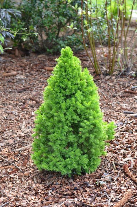 Entire plant photo of Dwarf Alberta Spruce (Picea glauca var. albertiana 'Conica') uploaded to Garden.org by Anne Picea Glauca Conica, Picea Glauca, Cold Climate Gardening, Alberta Spruce, Front Flower Beds, Landscaping Trees, Prairie Garden, Front Garden Landscape, Lawn Art