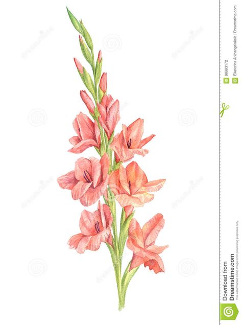 Gladiolus Botanical Illustration, Gladiolus Flower Illustration, How To Draw Gladiolus Flower, Pink Gladiolus Tattoo, Gladiolus Watercolor Painting, Gladiolus Flower Drawing Simple, Watercolour Gladiolus, Gladiolus Flower Watercolor, Gladiolus Flower Painting