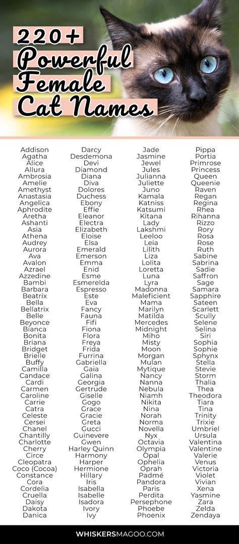 From Bellatrix and Beyonce to Duchess and Diva, Fifi, Fiona, Sapphire, Storm, Stella, and more, check out over 220 powerful female cat names for feisty felines right here! #catnames #petnames #powerfulnames Horses Names List, Names For Cats Girl, Taylor Swift Inspired Cat Names, Powerful Women Names, Pretty Cat Names, Female Names For Characters, Powerful Female Names, Female Cat Names Unique, Names For Horses