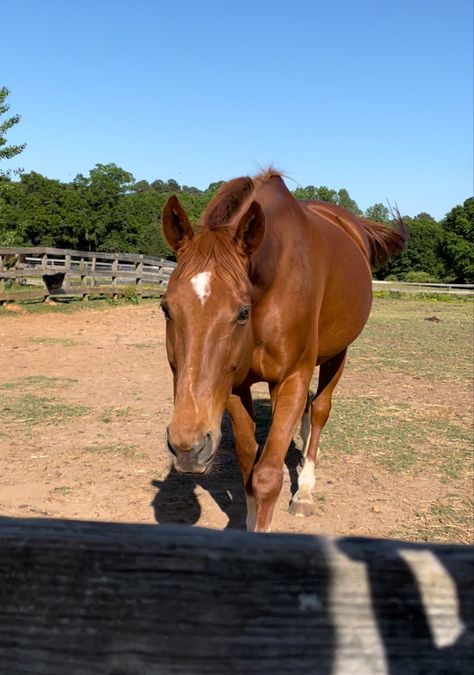 Horse Chestnut, Chestnut Horses, Chestnut Horse Aesthetic, Sorrel Horse, Horse Paddock, Stallion Horses, Cute Horse Pictures, Bay Horse, Horse Boarding