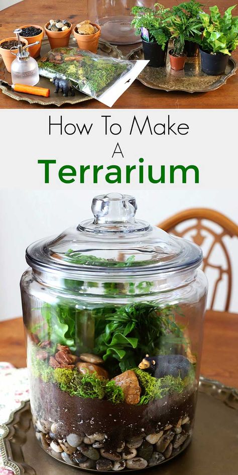 Easy step by step instructions for how to make a terrarium. Including the best terrarium plants, supplies needed and terrarium container ideas. #terrarium #diyhomedecor #gardening #gardeningideas #indoorgarden #indoorplants Best Terrarium Plants, Closed Terrarium Plants, Terrariums Diy, Make A Terrarium, Build A Terrarium, Diy Succulent Terrarium, Terrarium Supplies, Diy Terrarium, Beautiful Terrariums