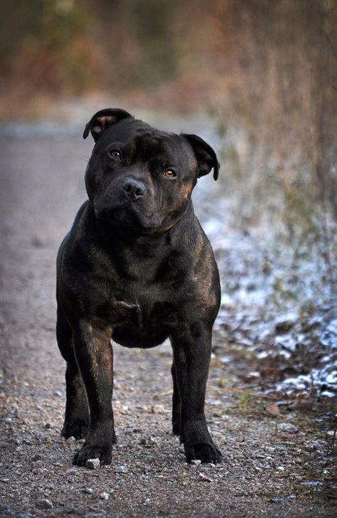 There's definitely something cute about them English Staffordshire Bull Terrier, Staffordshire Terriers, Pitt Bull, Staffordshire Bull Terriers, Bull Terrier Dog, Staffordshire Bull Terrier, Bully Breeds, American Pitbull Terrier, Pitbull Dog