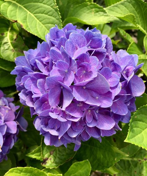 Atheistic Pictures, Hydrangea Photography, Hydrangea Tree, Purple Hydrangeas, Purple Flowers Garden, Hydrangeas Art, Flowers Hydrangea, Purple Hydrangea, Strange Flowers