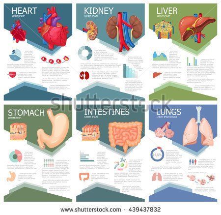 Anatomy Infographic, Intestines Anatomy, Organ Anatomy, Digestive System Anatomy, Human Digestive System, Research Poster, Human Organ, Heart Anatomy, Poster Presentation Template