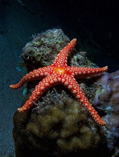 Starfish Species, Stella Marina, Beautiful Sea Creatures, Water Animals, Aquatic Animals, Sea Star, Beautiful Ocean, Marine Animals, Ocean Creatures