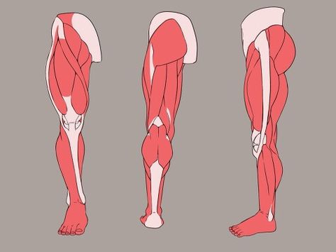 Male body Legs Anatomy Drawing, Anatomy Drawing Female, Legs Anatomy, Leg Muscles Anatomy, Muscles Anatomy, 남성 근육, Leg Anatomy, Human Anatomy For Artists, Drawing Legs