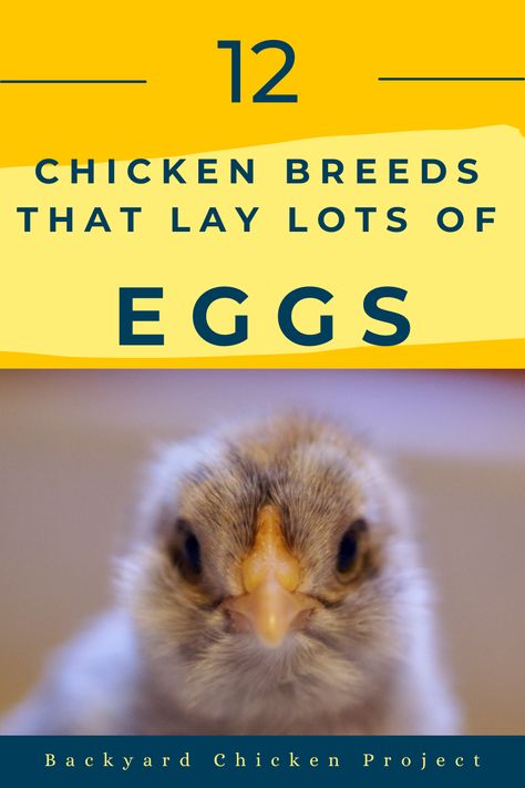 Are you looking to start or expand your backyard flock? Here are the 12 absolute best choices for friendly chicken breeds that lay A LOT of eggs. Friendly Chicken Breeds, Heritage Chicken Breeds, Heritage Chickens, Chicken Pecking, Buff Orpington, Day Old Chicks, Hatching Chicks, Backyard Chicken Farming, Chicken Health