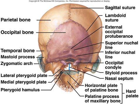 Appendicular Skeleton, Occipital Bone, Anatomy Head, Axial Skeleton, Anatomy Bones, Skull Anatomy, Forensic Anthropology, Human Anatomy And Physiology, Medical Anatomy