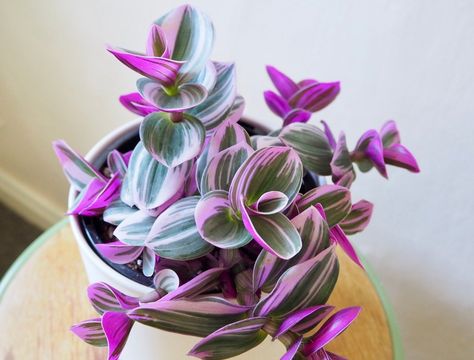 Pink leaf plant