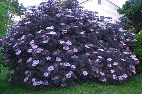 JULIE'S LIST - Sambucus nigra, Black Lace Elderberry. *NOTE: Will not get this big in MN. "Regular, aggressive pruning will keep this shrub compact and full.  Plant in full sun for best color and fullness" Sambucus Nigra Black Lace, Black Lace Elderberry, Elderberry Bush, Sambucus Nigra, Plant Structure, Goth Garden, Purple Garden, Garden Shrubs, Pink Garden