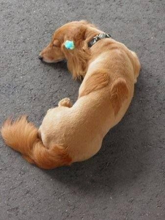 Mobile Pet Grooming, Dog Grooming Styles, Grooming Business, Poodle Cuts, Creative Grooming, Dachshund Funny, Dogs Grooming, Dog Grooming Tips, Dog Haircuts