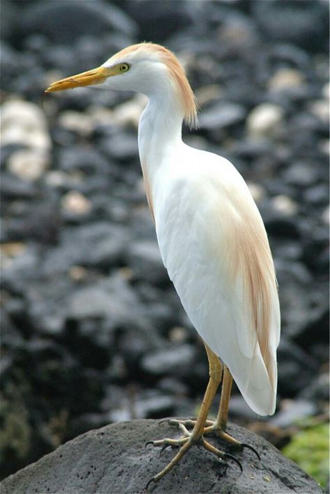 Cattle Egret - saw this bird in Maui. Cattle Egret Birds, Hawaii Birds, Cattle Egret, Animal Portraits, Herons, Inspirational Prayers, Beautiful Birds, Design Inspo, Realism