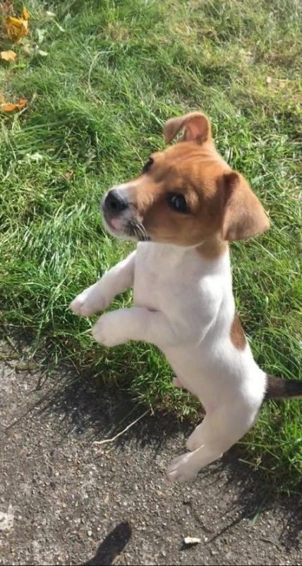 Parson Russell Terrier Puppy, Russel Terrier Puppy, Chien Jack Russel, Jack Russell Terriers, Jack Russell Terrier Puppies, Jack Russell Puppies, Dachshund Funny, Jack Russell Dogs, Jack Russells