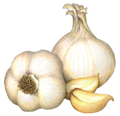 Food illustration of two whole heads of garlic and two garlic cloves. Garlic Drawing, Garlic Painting, Garlic Illustration, Garlic Art, Pineapple Drawing, Vegetable Art, Vegetable Illustration, Fruits Drawing, Food Illustration Art