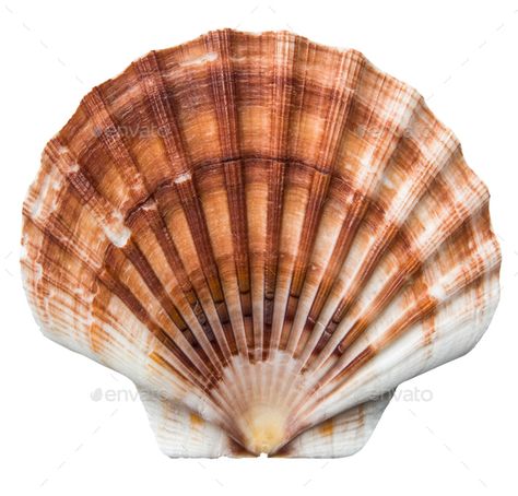 Isolated Brown Scallops Shell by mrdoomits. Isolated Brown And White Scallops Shell On A White Background #Affiliate #Scallops, #Brown, #Isolated, #Shell Scallops Shell, Shell Animals, Shell Tattoos, Crystal Seashells, Color Concept, Ocean Treasures, Shell Crafts Diy, Sea Snail, Scallop Shell