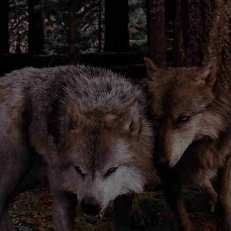 Twilight Wolf Pack, Twilight Wolf, Werewolf Aesthetic, Red Rising, Wolf Photos, Wolf Spirit Animal, Wolf Pictures, Wolf Spirit, Images Esthétiques