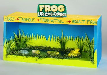 frog diorama Life Cycle Diorama, Frog Diorama, Diy Diorama, Frog Habitat, Frog Life Cycle, Shoe Box Crafts, Lifecycle Of A Frog, Frog Life, Water Printing