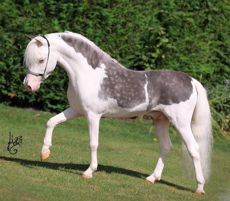 L Glass Gansta - Chocolate Silver Splash White Miniature Horse Pony Of The Americas Horse, Rare Horse Coats, Cool Horse Coats, American Miniature Horse, Unique Horse Coats, Splash Horse, Rare Horse Colors, Cheval Pie, Unique Horses