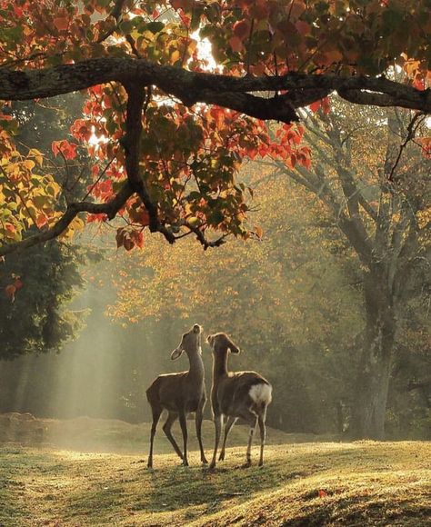 Inspiring shot Hur Man Målar, Photo Vintage, Nature Aesthetic, Nature Animals, Memes Funny, 귀여운 동물, Nature Pictures, Beautiful Creatures, Nature Beauty