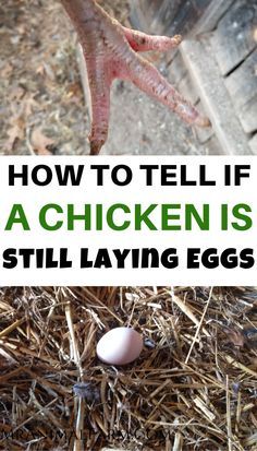 Laying Chicken Coop Ideas, Laying Hens Coop Ideas, Chicken Coop Concrete Floor, Pumpkins For Chickens, Diy Laying Boxes For Chickens, Best Chickens For Laying Eggs, Chicken Coop Feeder Ideas, Inside Of Chicken Coop Ideas, Thrill Fill Spill Combinations