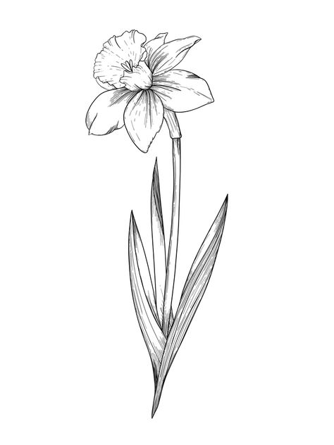 Narcussis Flower, Narcissus Flower Tattoo Stencil, Narcissus Flower Sketch, Daffodil Tattoo Drawing, Dafodill Flowers Tattoo Design, Dafodill Flowers Tattoo Fine Line, Daffodil Tattoo Stencil, Dafadills Tattoo Design, Line Art Daffodil