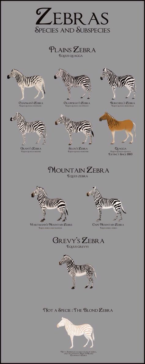 Zebra Species & Subspecies Hooved Animals, Zebra Pictures, Plains Zebra, Mountain Zebra, Elephant Sketch, Animals Information, Animal Species, Animal Facts, Donkeys