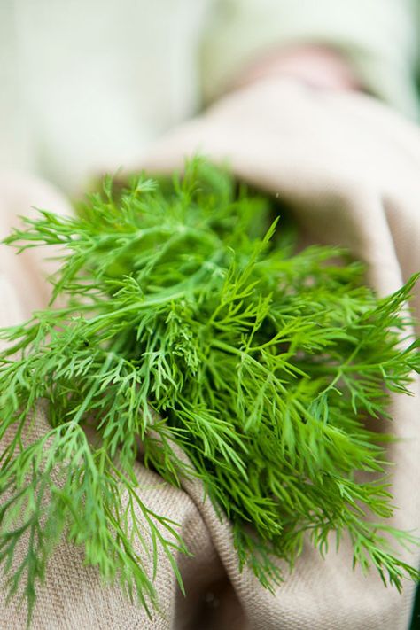 Dill <3 Herbs For Allergies, Antiviral Herbs, Natural Allergy Relief, Allergy Remedies, Wild Edibles, Aromatic Herbs, Spices And Herbs, Edible Plants, Growing Herbs