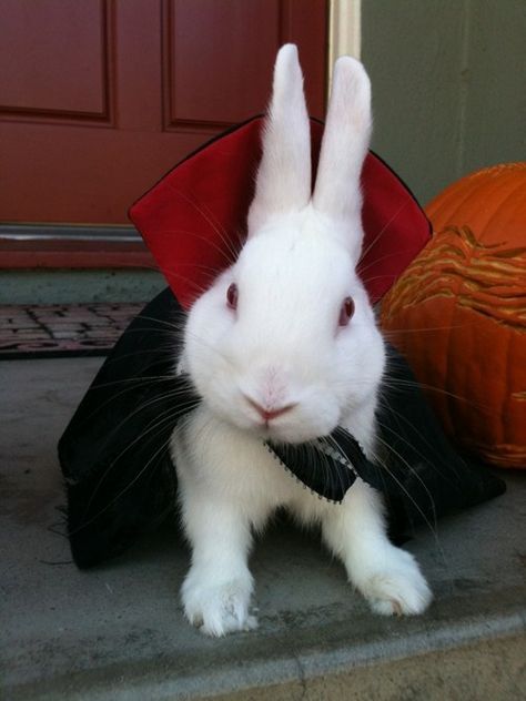 Rabbit Halloween, Mini Lop, Rabbit Costume, Bunny Costume, Pet Bunny, Pet Rabbit, Funny Bunnies, Pet Costumes