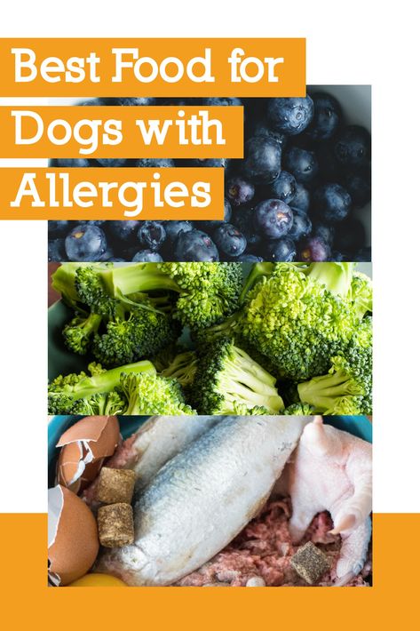 Homemade Dog Food Recipes For Dogs With Allergies, Homemade Food For Dogs With Allergies, Food For Arthritic Dogs, Allergy Dog Food Recipe, Diy Dog Food For Allergies, Allergy Free Dog Food Recipes, Homemade Dog Food For Dogs With Allergies, Best Food For Dogs With Skin Allergies, Homemade Dog Food For Allergies Skin Itch Relief