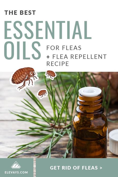 Flea Spray For Dogs Essential Oils, Natural Flee Repelent Cats, Natural Flea Repellant For Cats, Essential Oils To Repel Fleas, Natural Flea Repellant For Dogs, Hood Healer, Flea Remedy For Dogs, Flea Spray For House, Homemade Flea Spray