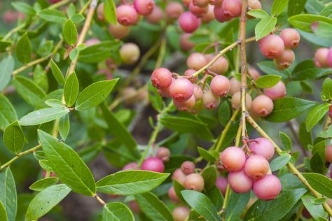 Pink Blueberry, Pink Lemonade Blueberry, Backyard Food, Sweet Smelling Flowers, Highbush Blueberry, Growing Blueberries, Fruit Bearing Trees, Blueberry Plant, Acid Loving Plants