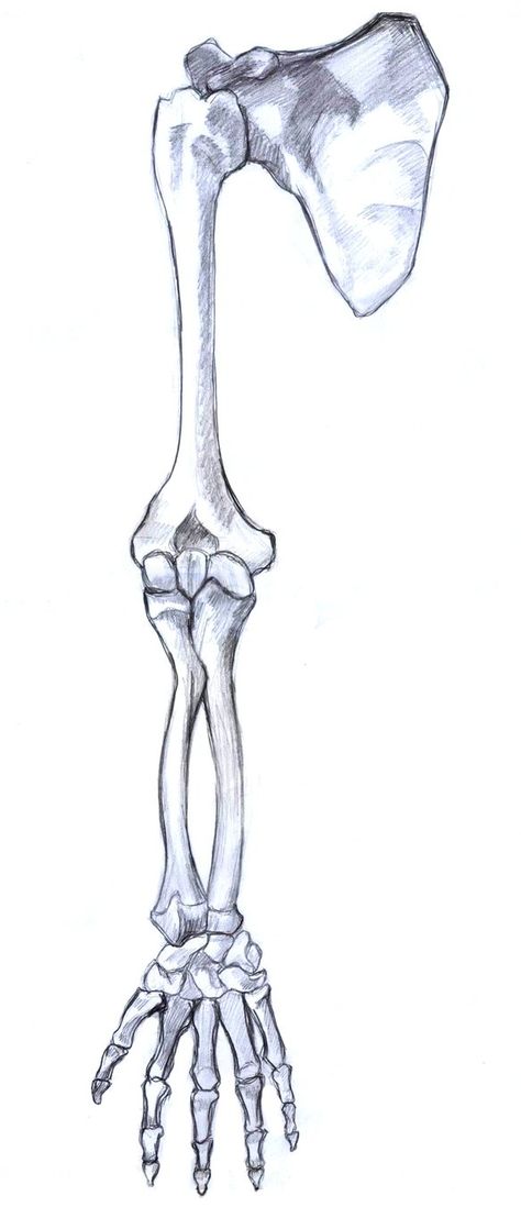 Skeleton Bones Anatomy, Anatomy Drawing Bones, Anatomy Bones Drawing, Skeleton Arm Drawing, Arm Bones Drawing, Arm Anatomy Drawing, Bones Drawings, Bones Drawing, Arms Drawing