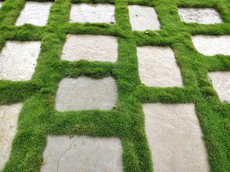 9 Alternatives to Grass Lawns Alternatives To Grass Lawns, Front Lawn Landscape Ideas, Moss Lawn, Grass Alternative, Espalier Fruit Trees, Front Yard Ideas, Front Lawn Landscaping, Types Of Moss, Growing Moss