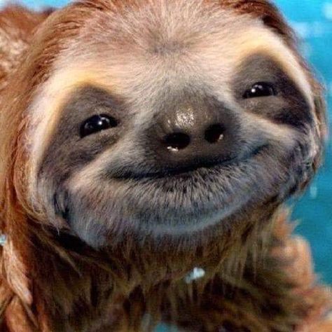 Baby Sloth Pictures, Cute Sloth Pictures, Smiling Animals, Baby Sloth, Cute Sloth, Pretty Animals, Baby Animals Funny, Silly Animals, Cute Wild Animals