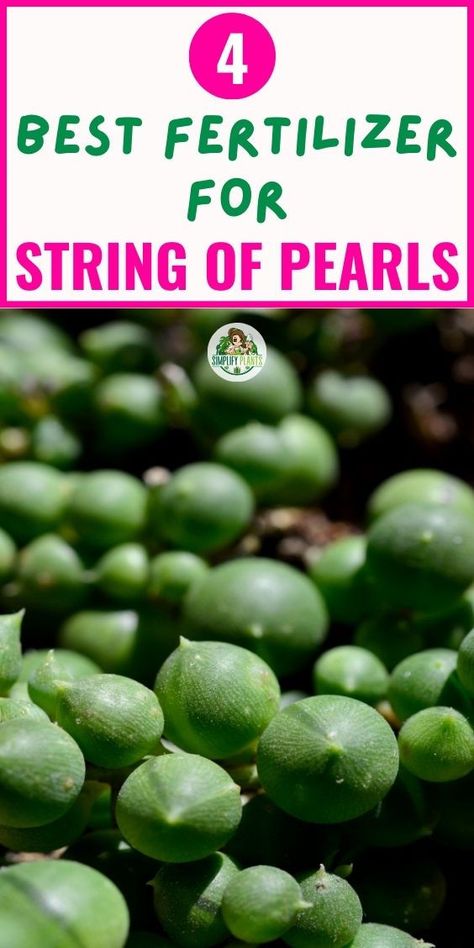 "Fertilizing String of Pearls, String of Pearls care, String of Pearls 
fertilizer, Best fertilizer for String of Pearls, String of Pearls feeding 
schedule, String of Pearls plant food, String of Pearls nutrients, String 
of Pearls growth, String of Pearls health, String of Pearls maintenance." String Of Pearls Plant Care, Manure Tea, String Of Pearls Plant, Household Plants, Christmas Plants, Inside Plants, Growing Plants Indoors, Garden Crafts Diy, Succulent Gardening