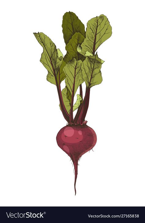 Beets Illustration, Beets Drawing, Beetroot Tattoo, Beetroot Drawing, Beet Drawing, Beetroot Illustration, Beet Illustration, Farm Market Ideas, Carrot Drawing