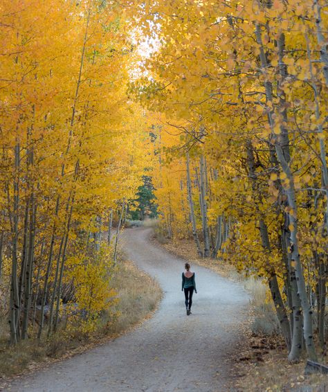 15 things to do in South Lake Tahoe: The Ultimate Outdoor Guide! Lake Tahoe Fall, Zephyr Cove, Fall Hikes, Cascade Falls, Adventurous Things To Do, Alpine Meadow, Canyon Road, Beach Road, Fall Hiking