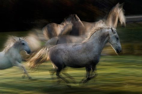 In akcion Long Exposure Photography, Exposure Photography, Stock Wallpaper, Running Horses, Motion Blur, White Horses, Foto Art, Paris Photos, Horse Photography