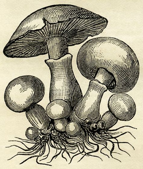 Frosch Illustration, Mushroom Vintage, Mushroom Pictures, Mushroom Drawing, Old Design, Seni 2d, Engraving Illustration, Desenho Tattoo, Clip Art Vintage