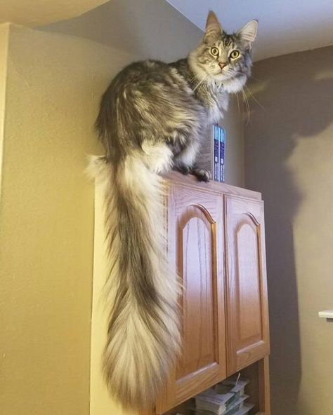 Michigan Cat Shows Off World's Longest Tail, The Floofiest 'Featherduster' in These Photos! Huge Cat, Fluffy Cats, Giant Cat, Long Cat, Long Haired Cats, Savannah Cat, Cat Tail, Fluffy Cat, Ragdoll Cat