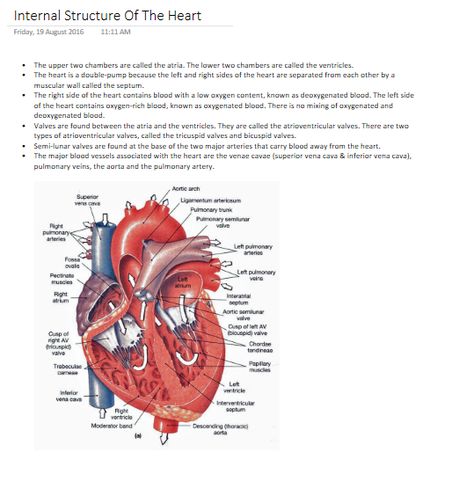 Internal Structure Of Heart, Heart Structure, Medical Artwork, Biology Revision, Biology, Medical