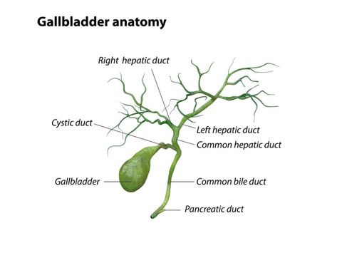 The Thyroid - Gallbladder Connection. - Helen Padarin Gallbladder Flush, Foggy Brain, Food Myths, When To Plant Vegetables, Low Stomach Acid, Low Thyroid, Politically Correct, Chronic Constipation, Endocrine Disorders