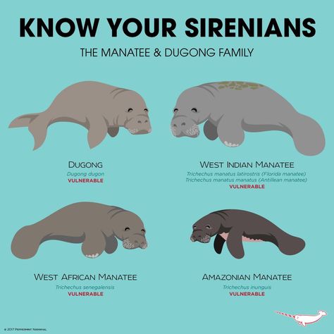 Manatee Facts, Oceanography Marine Biology, Animals Information, Biology Facts, Sea Cow, Manatees, Beautiful Sea Creatures, Animal Science, Marine Mammals