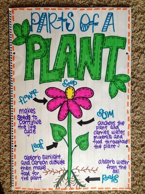 This science anchor chart is geared towards the parts of a plant. Science Anchor Charts Kindergarten, Clean Desk Anchor Chart, Plant Anchor Chart Kindergarten, Graphing Anchor Chart First Grade, Culture Anchor Chart, Cute Anchor Charts, Science Anchor Charts 3rd, Anchor Chart Ideas, Science Anchor Charts 2nd Grade