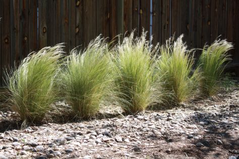 Drought Tolerant Plants Texas, Nassella Tenuissima, Stipa Tenuissima, Feather Reed Grass, Mexican Feather Grass, Landscape Nursery, Grasses Landscaping, Plant Problems, Coastal Gardens