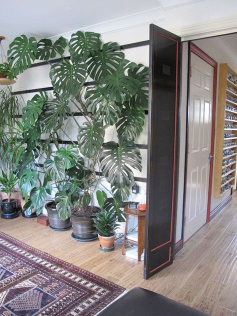 Jo-Anne & Howard's London Home & Bonsai Garden | Apartment Therapy Monstera Wall, Indoor Gardens, Interior Plants, Monstera Plant, Bonsai Garden, Monstera Deliciosa, Apartment Garden, Green Life, Wall Ideas