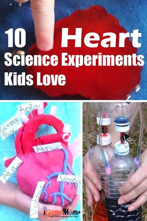 Heart science experiments for kids to learn heart anatomy, physiology, function. Great STEM activities for Valentine's Day at school, at home, for homeschool. Human Body Biology, Heart Science, Human Body Projects, Human Body Science, Human Body Activities, Science Experiments For Kids, Human Body Unit, Anatomy Physiology, Experiments For Kids