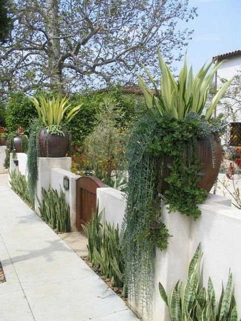 Mediterranean Garden Design, Succulent Decor, Succulent Landscape Design, Yard Fence, Succulent Landscaping, Front Yard Fence, Fence Landscaping, Landscaping Supplies, Mediterranean Garden