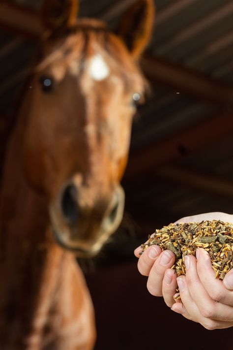 A good feeding plan and routine is crucial for your horse’s health 🍎 That said, mistakes are easy to make. Check out these 8 feeding mistakes to avoid 👇️ #horseillustrated #horsecare #horsenutrition #horsefeeding Horse Feeding, Feeding Horses, Horse Age, Horse Nutrition, Grass Hay, High Metabolism, Horse Supplements, Foraged Food, Digestive Juice